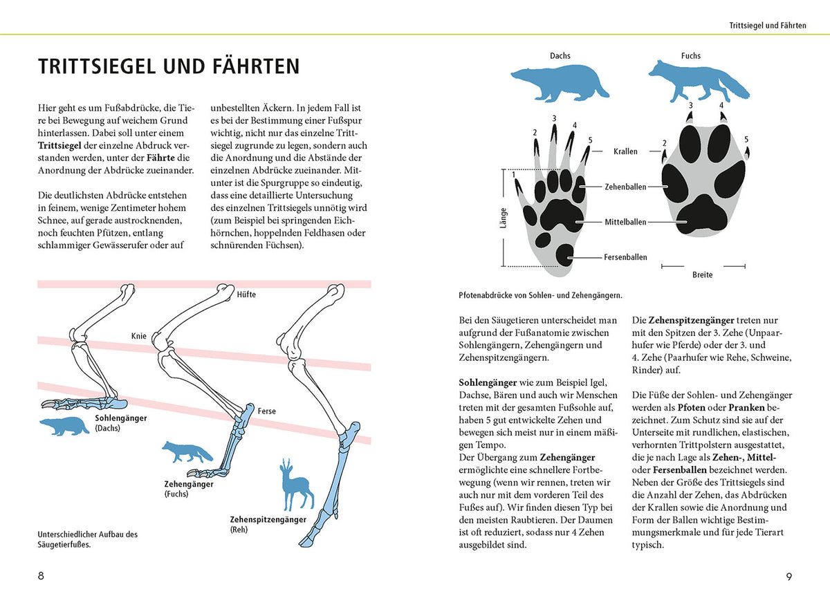 Tierspuren lebensgroß