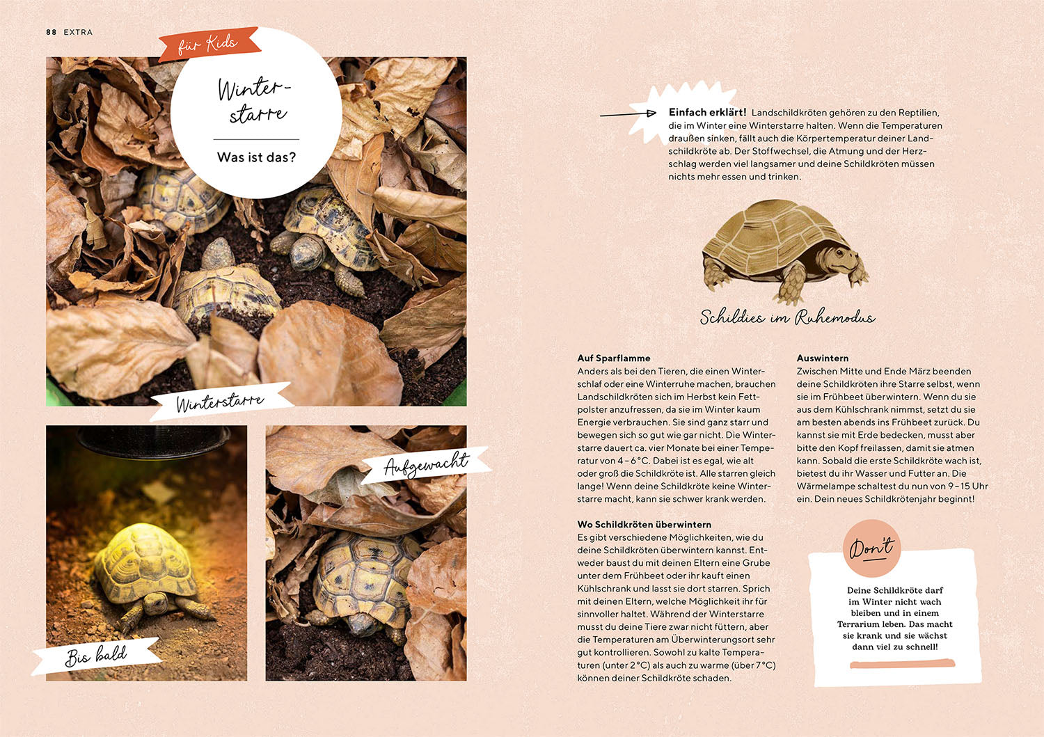 Tortoises