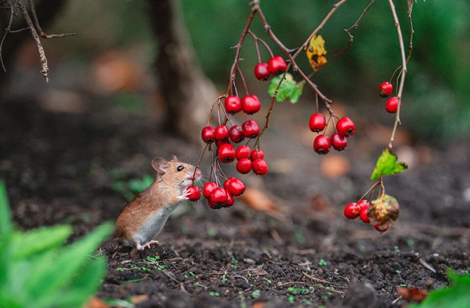 Tierische Nachbarn