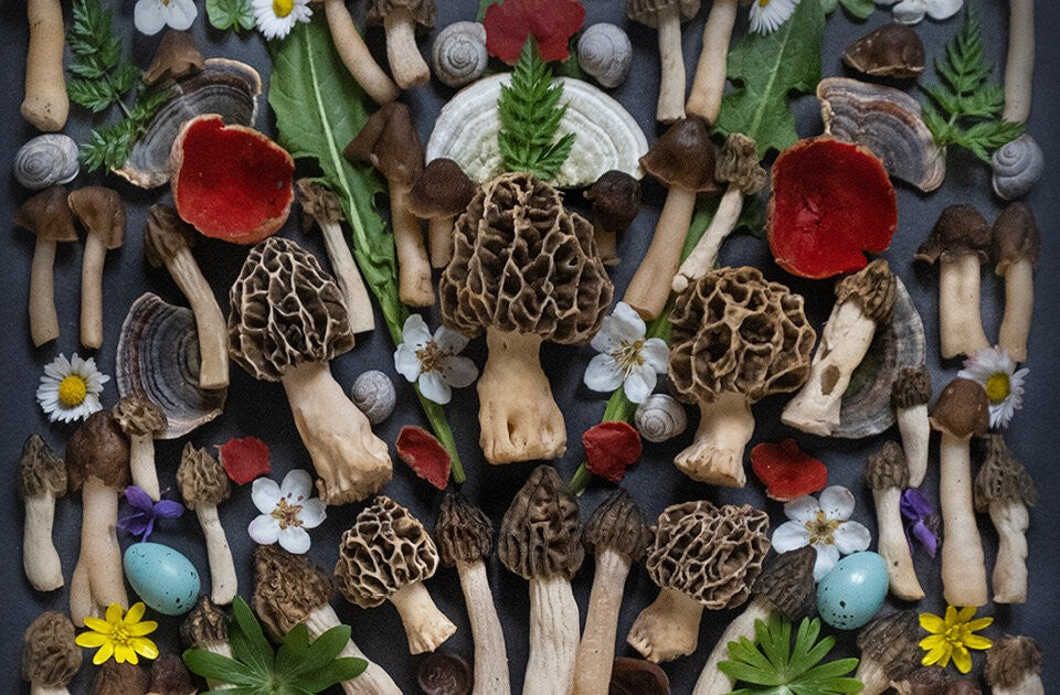 Superfood aus dem Wald