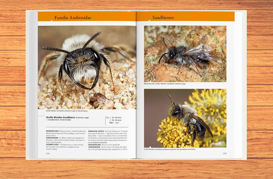 So klappt's mit der Insektenbeobachtung
