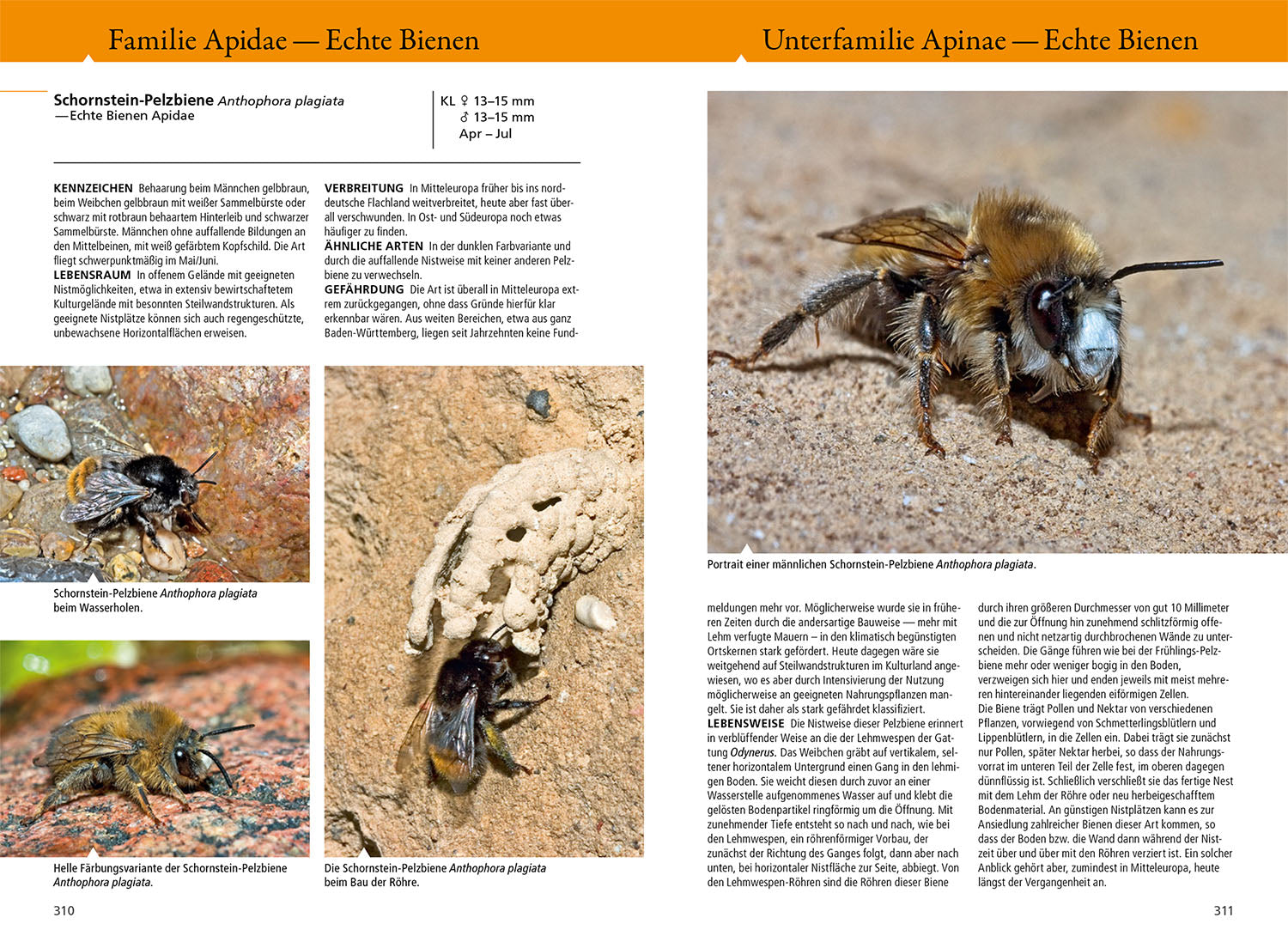 Bees, wasps, ants