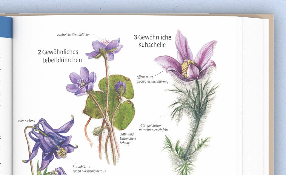 Farbzeichnungen & weitere Detailabbildungen