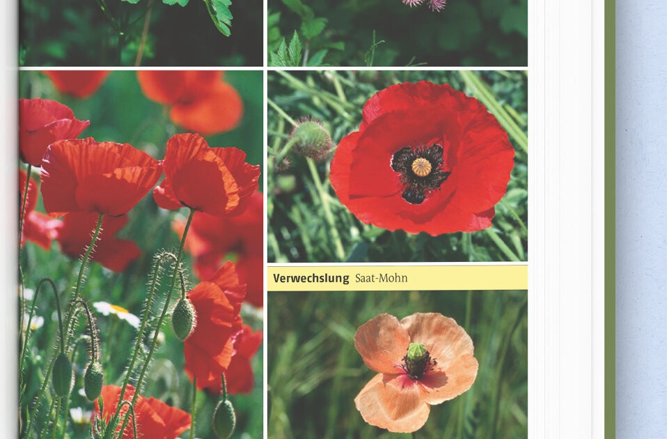 Weitere Details der Pflanze