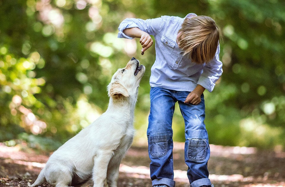Hundewissen kindgerecht entdecken