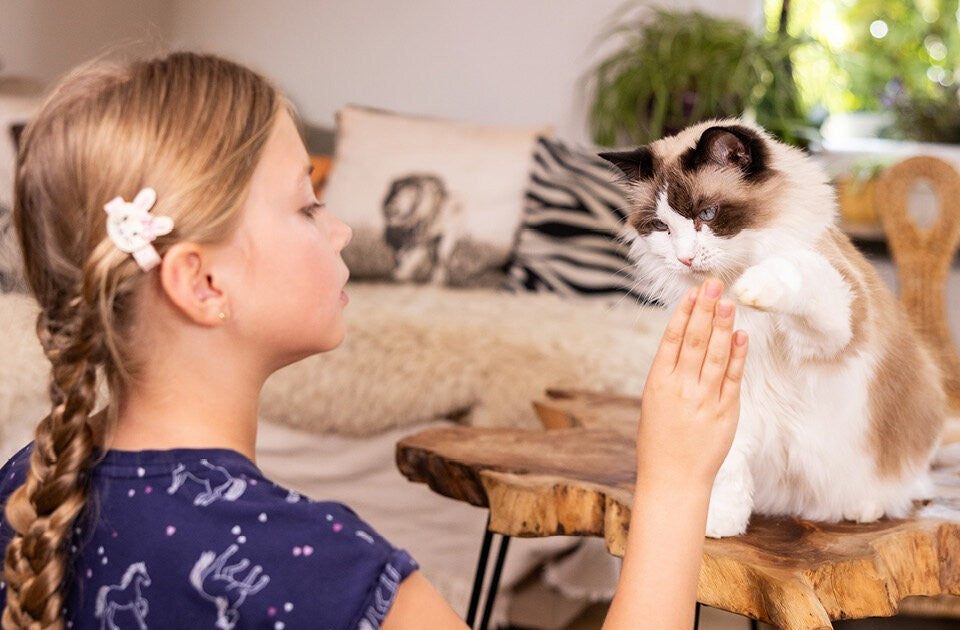 Katzenwissen kindgerecht entdecken