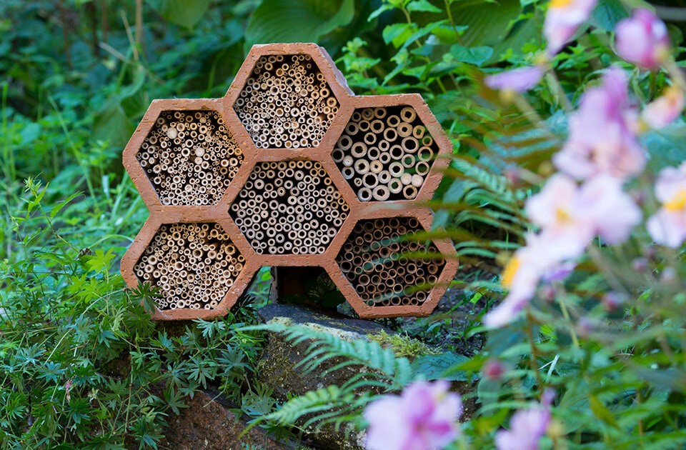 Gärtnern für die Insektenvielfalt