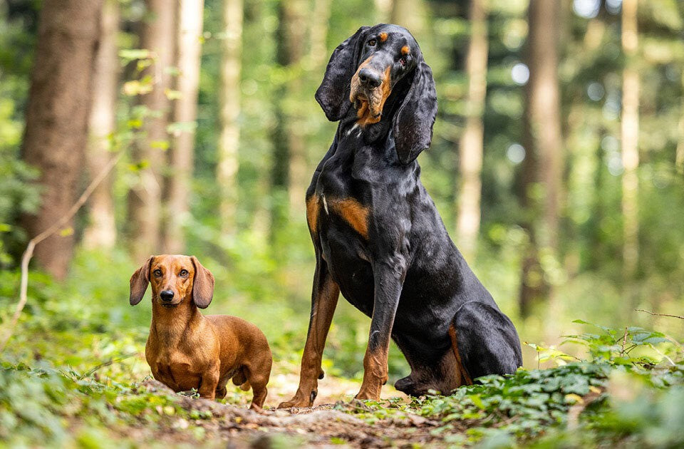 Hunde erziehen – einfach, fair und effektiv