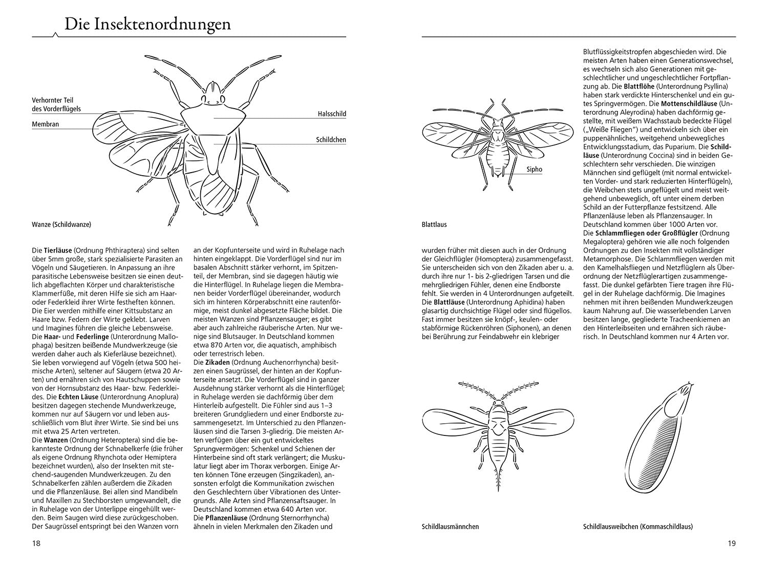 The KOSMOS Insect Guide