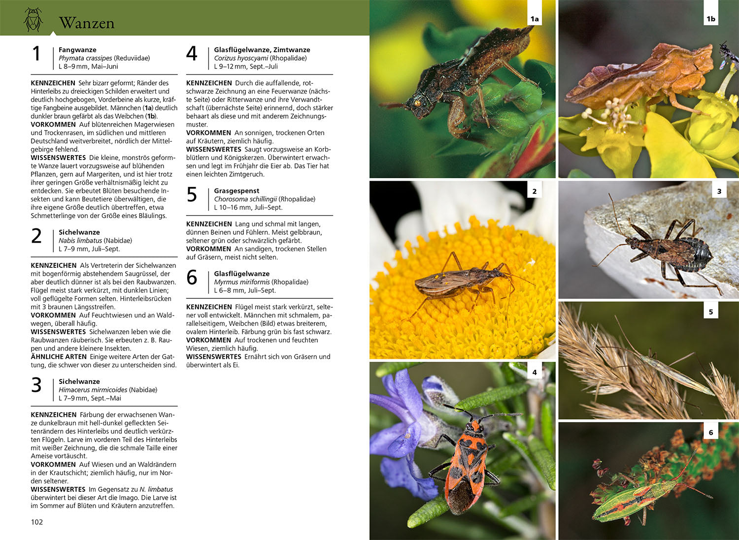 The KOSMOS Insect Guide