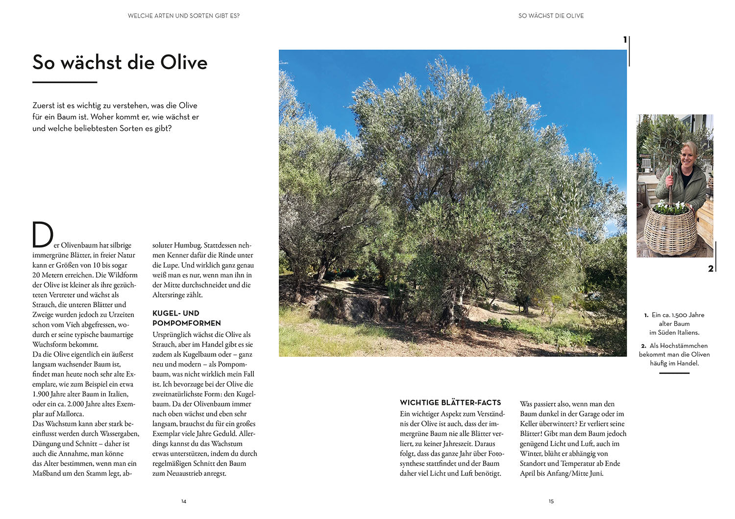 Olive Tree Made Easy