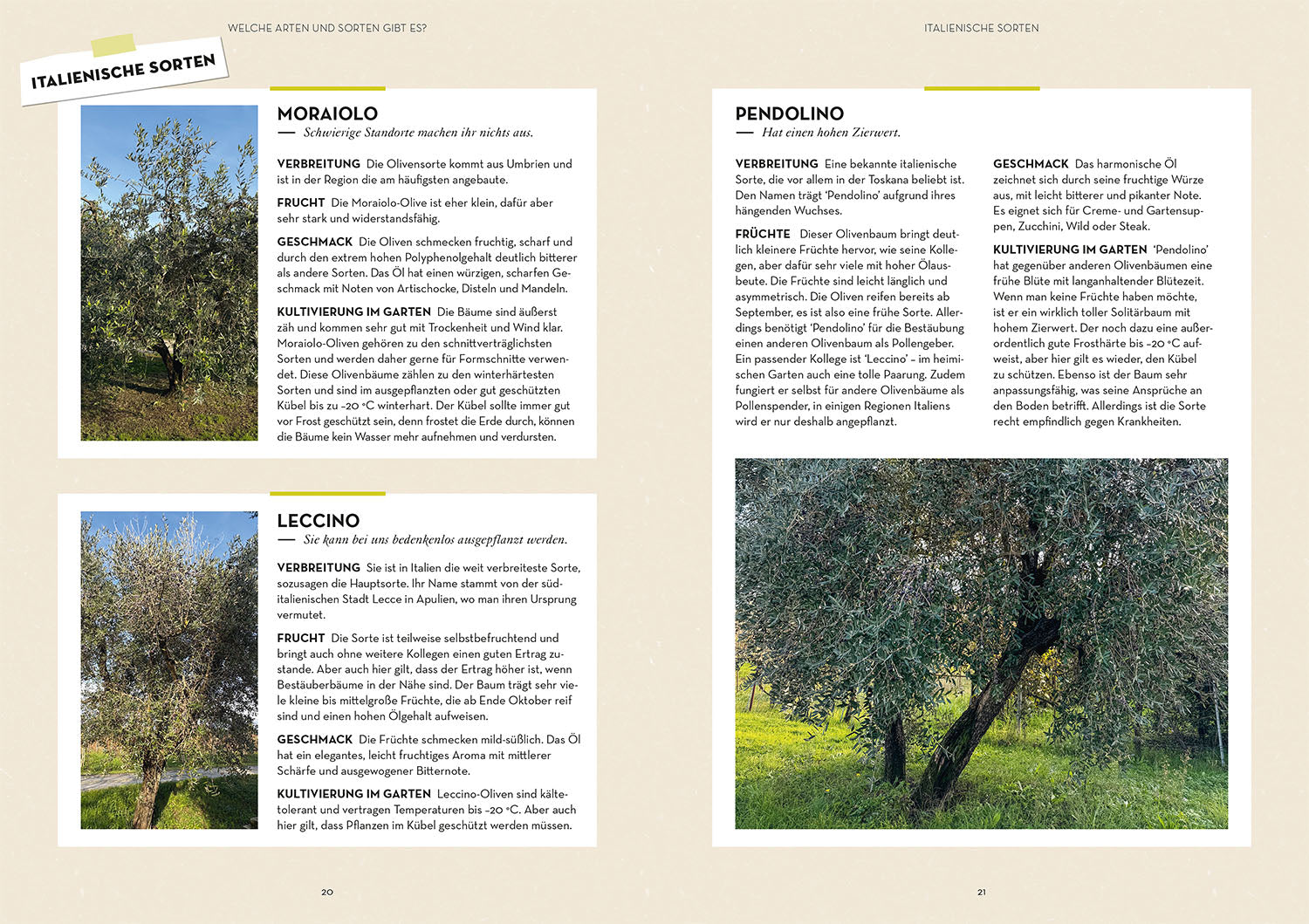 Olive Tree Made Easy