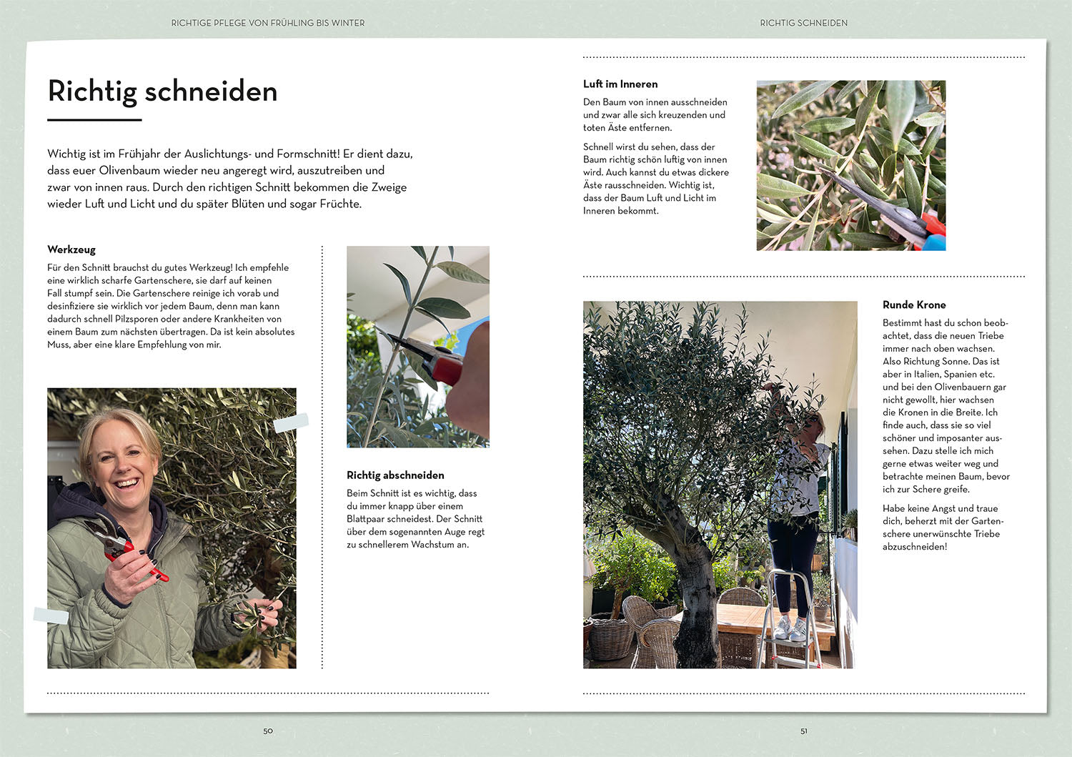 Olive Tree Made Easy