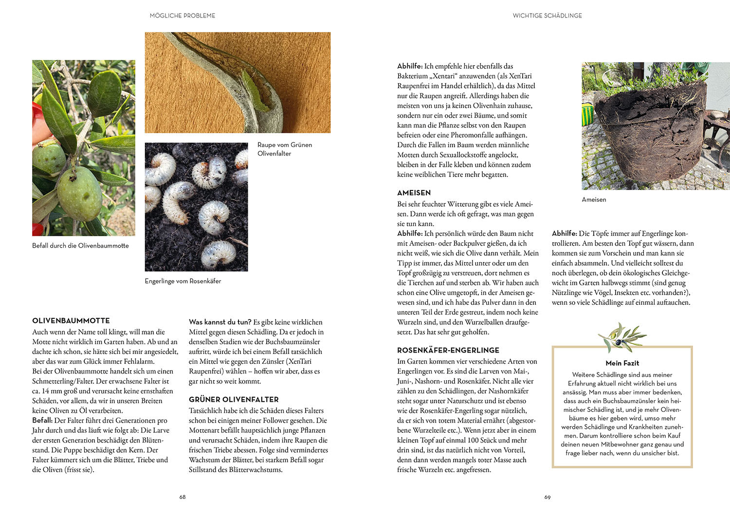 Olive Tree Made Easy