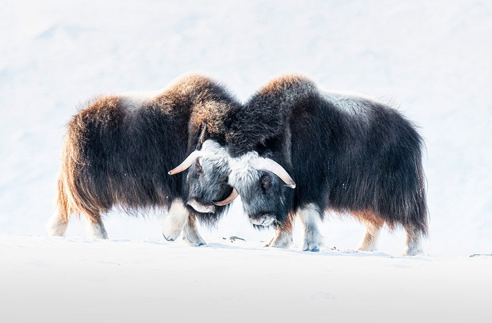 24 Tage voller Natur und Weihnachtsfreude