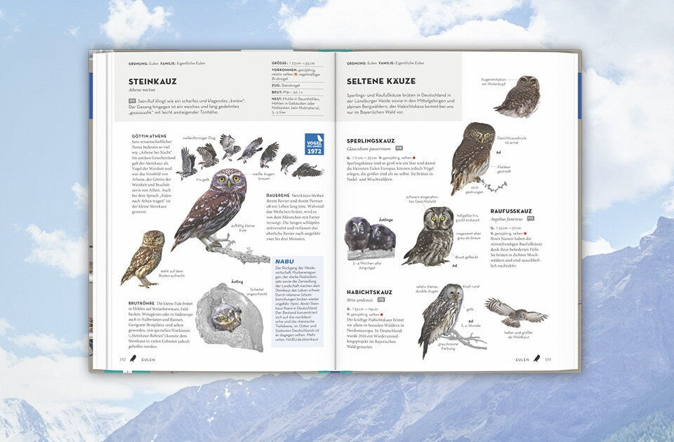 Vögel beobachten und bestimmen