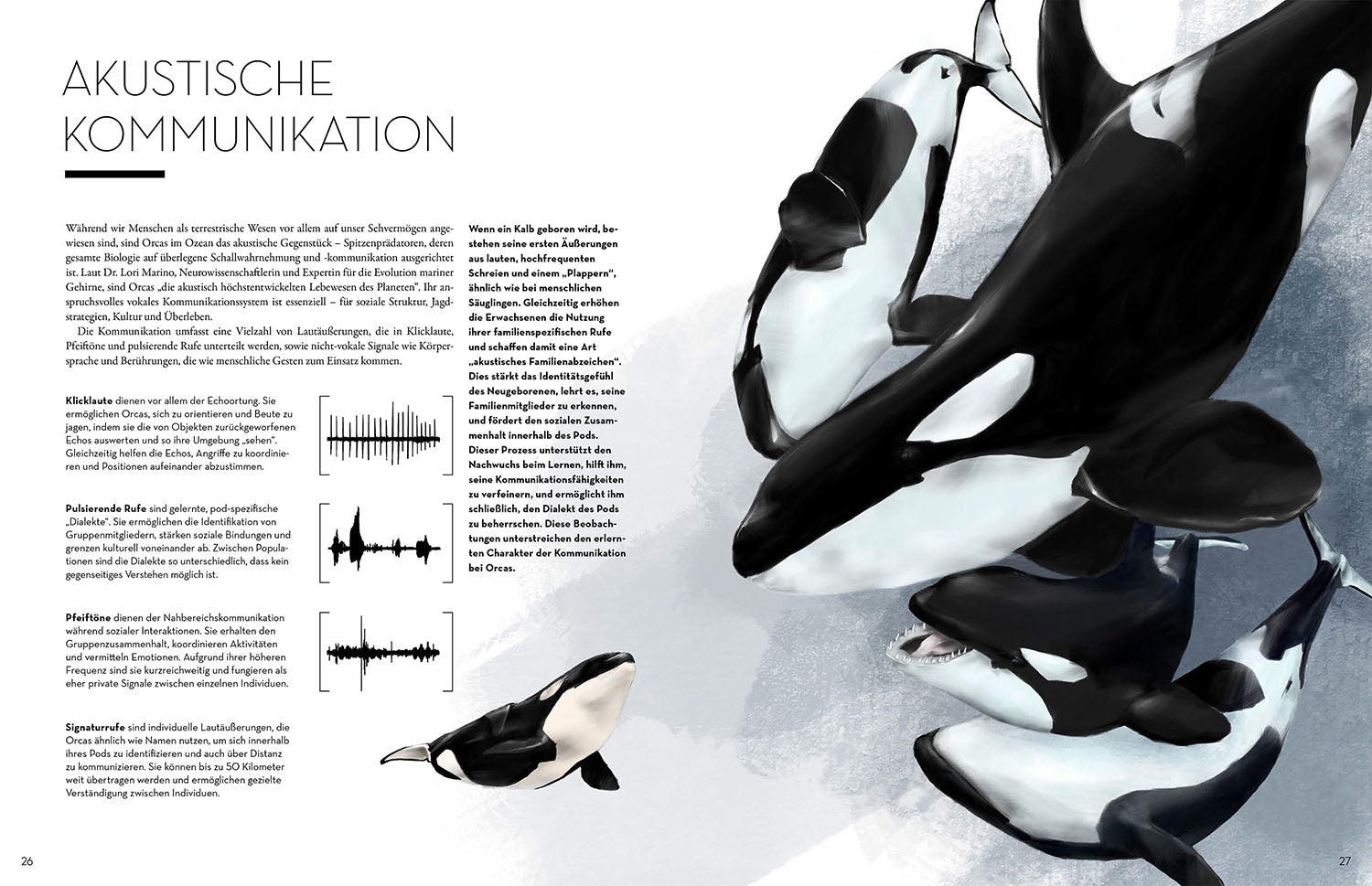 Orca