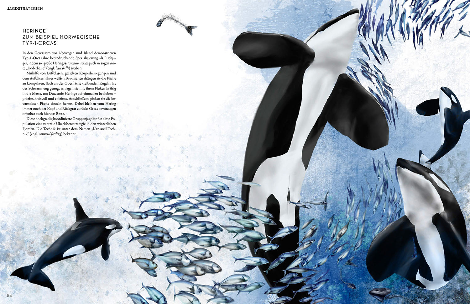 Orca