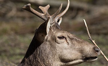 Wissenswertes rund ums Wild