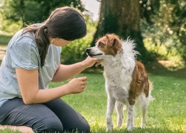 Ängstlichen Hunden Schritt für Schritt helfen