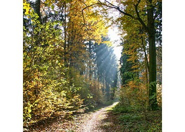 Naturnahe Waldwirtschaft – Konzept der Zukunft?