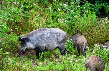 Für die wichtigsten Schalenwildarten gerüstet
