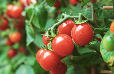 Borretsch und Beeren auch auf kleinstem Raum