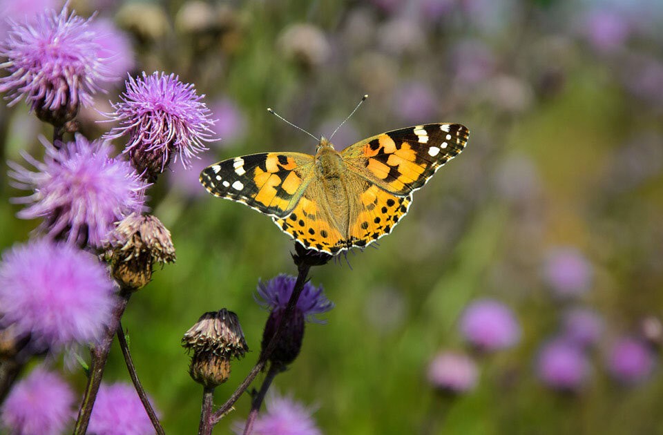 Insektenvielfalt im Garten kennenlernen