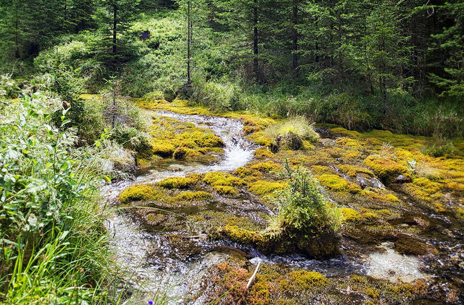 Wasser ist Lebenskraft
