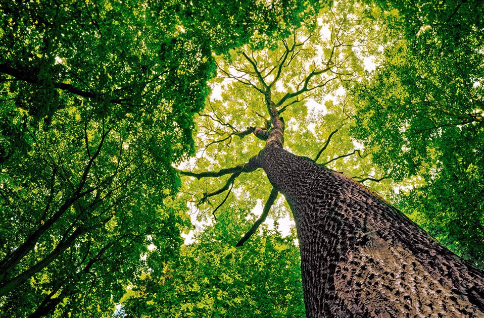 Mensch – Baum, Baum – Mensch
