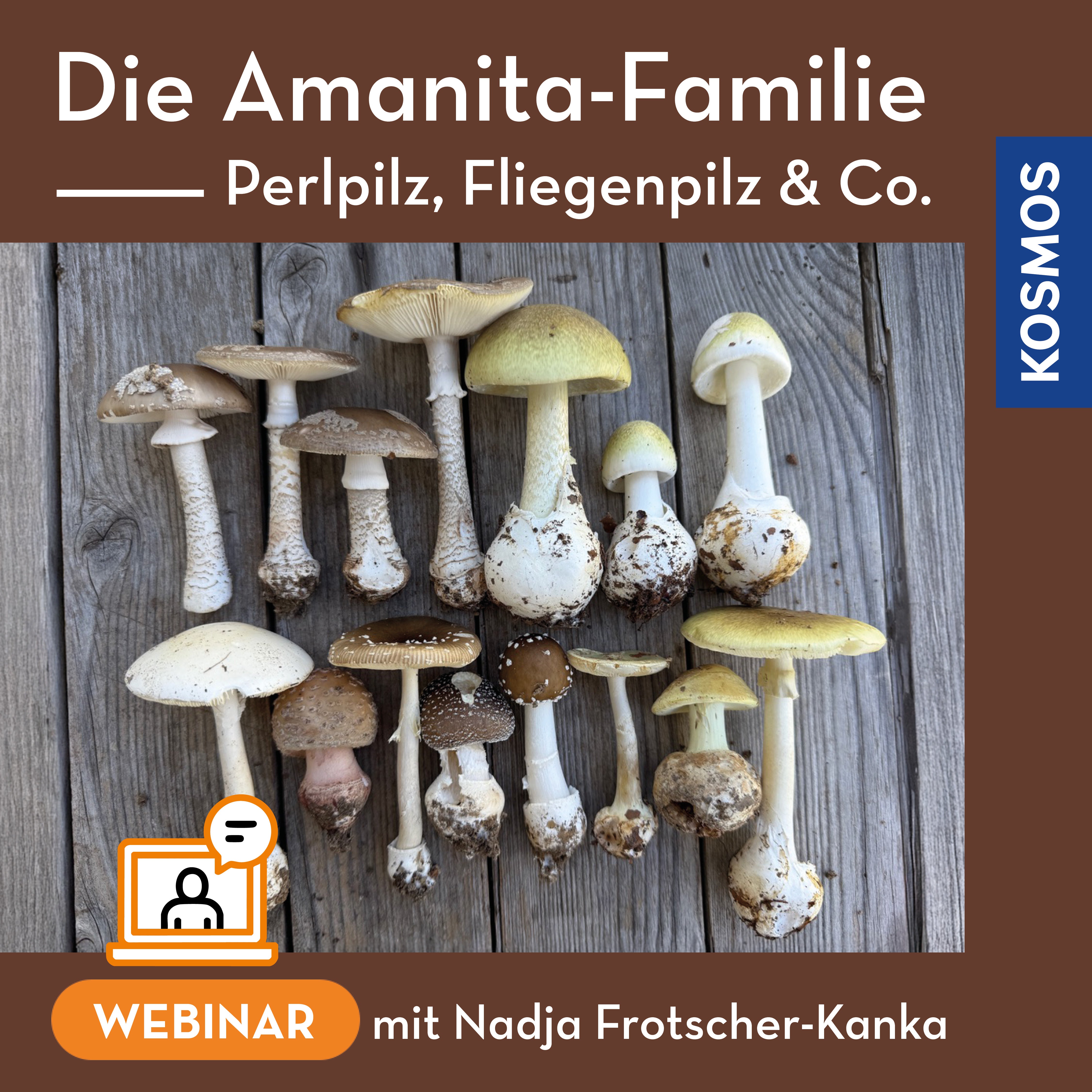 Die Amanita-Familie – Perlpilz Fliegenpilz & Co.