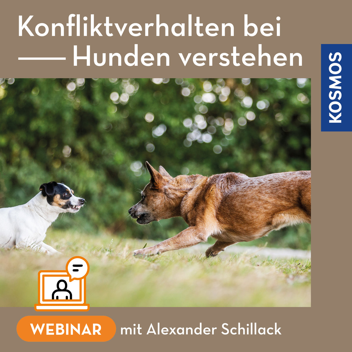 Konfliktverhalten bei Hunden verstehen