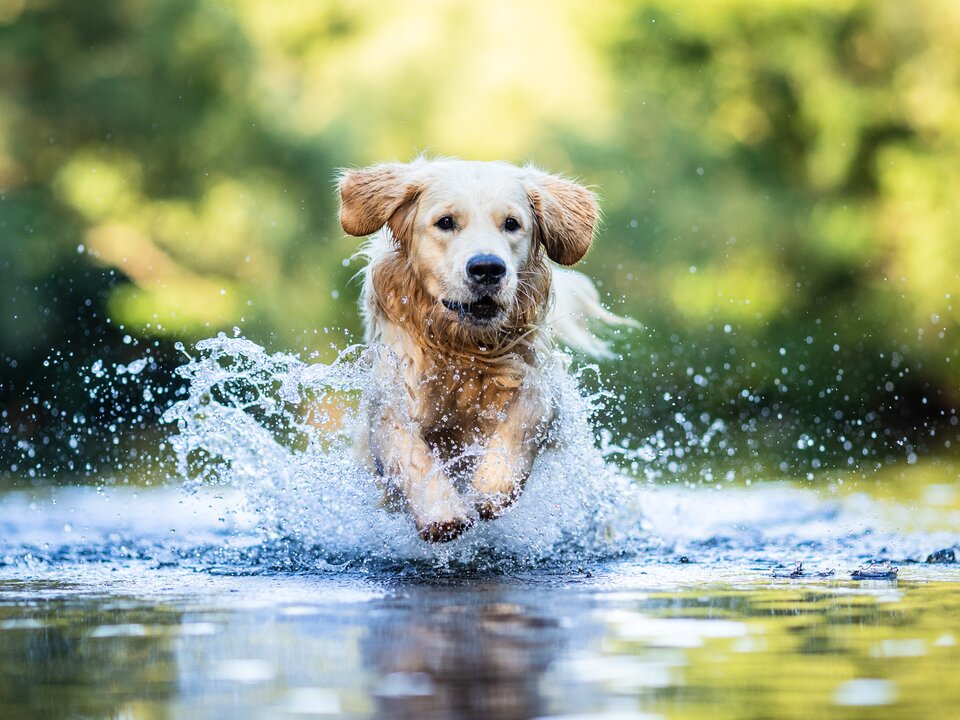 Wasserarbeit