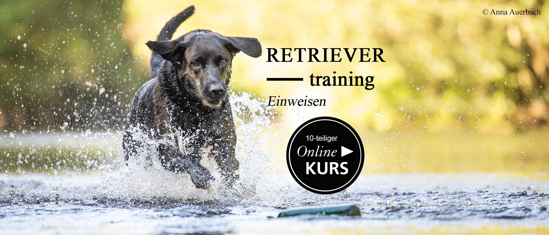 Retrievertraining "Einweisen" - der 10-teilige Onlinekurs!