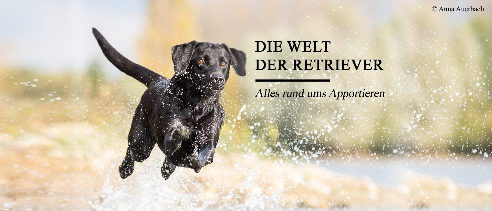DIE WELT DER RETRIEVER