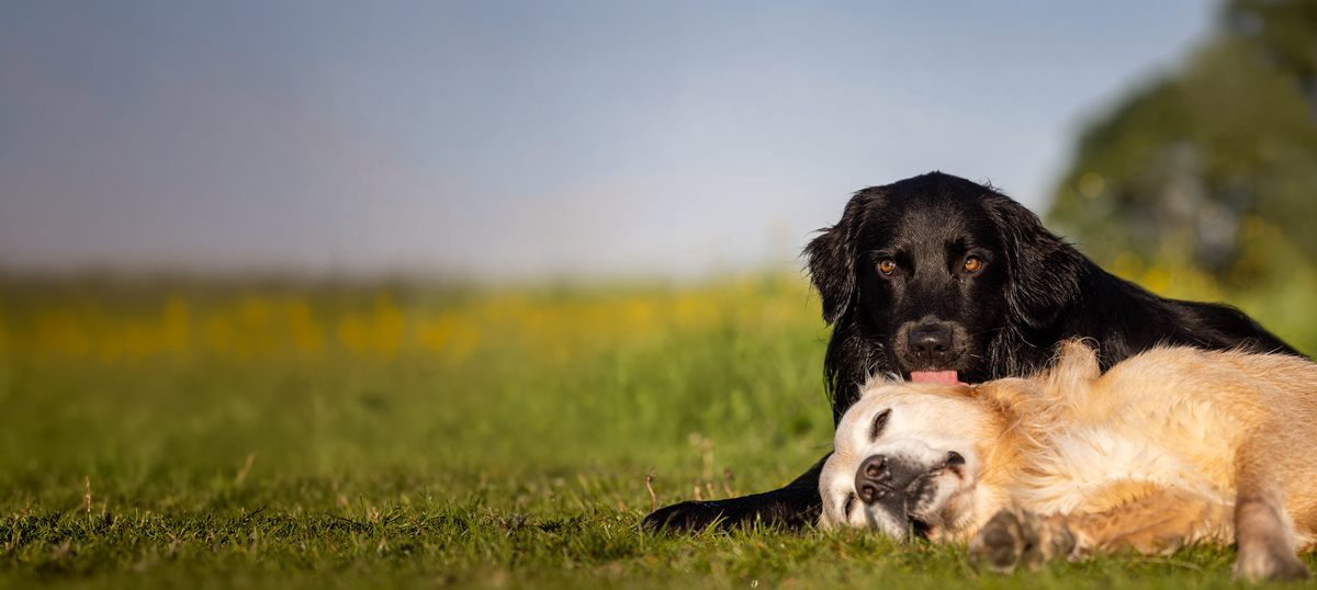Liegende Hunde auf einer Wiese, Header Themenwochen 2026, (c) Anna Auerbach - Hunde lesen lernen