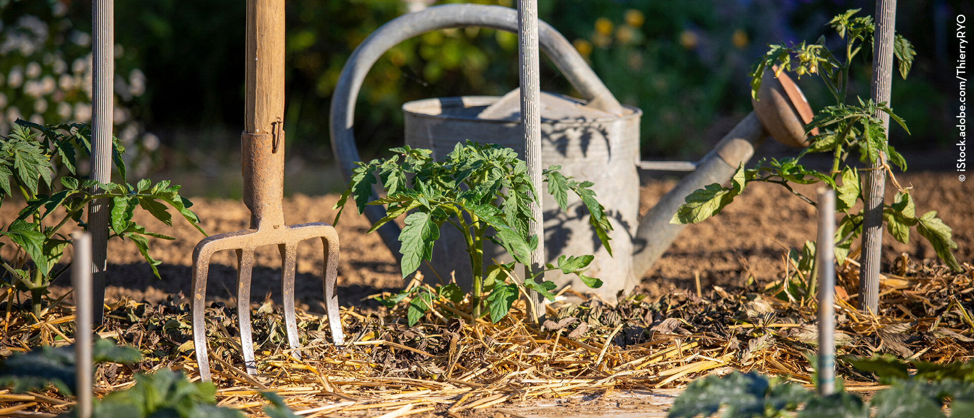 Trockenheit im Garten erfolgreich meistern