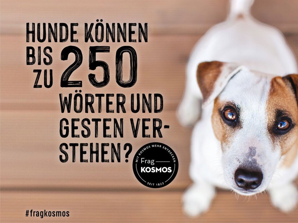 Hunde können bis zu 250 Wörter und Gesten verstehen?