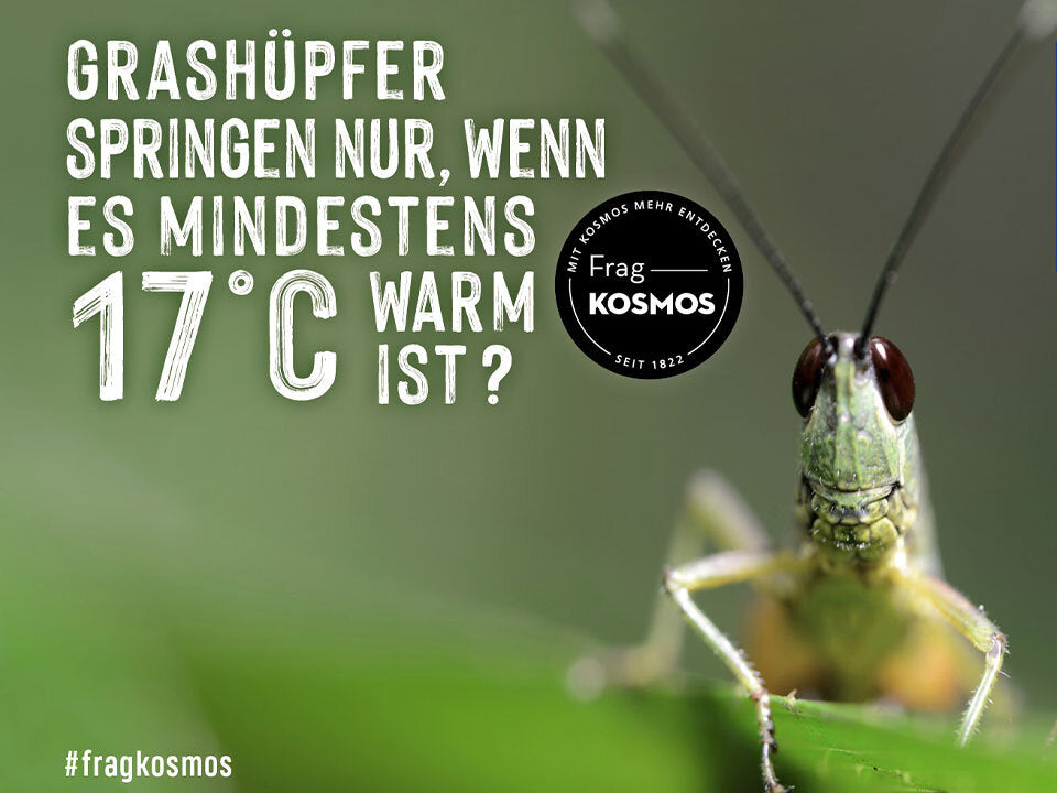 Grashüpfer springen nur, wenn es mindestens 17°C warm ist?