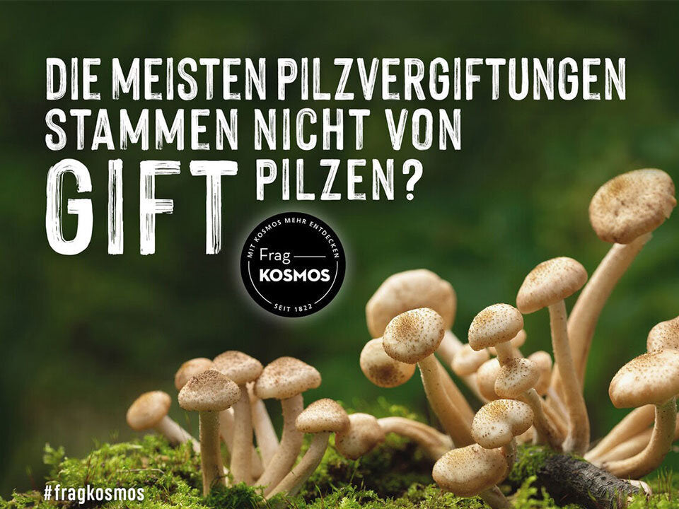 Die meisten Pilzvergiftungen stammen nicht von Giftpilzen?