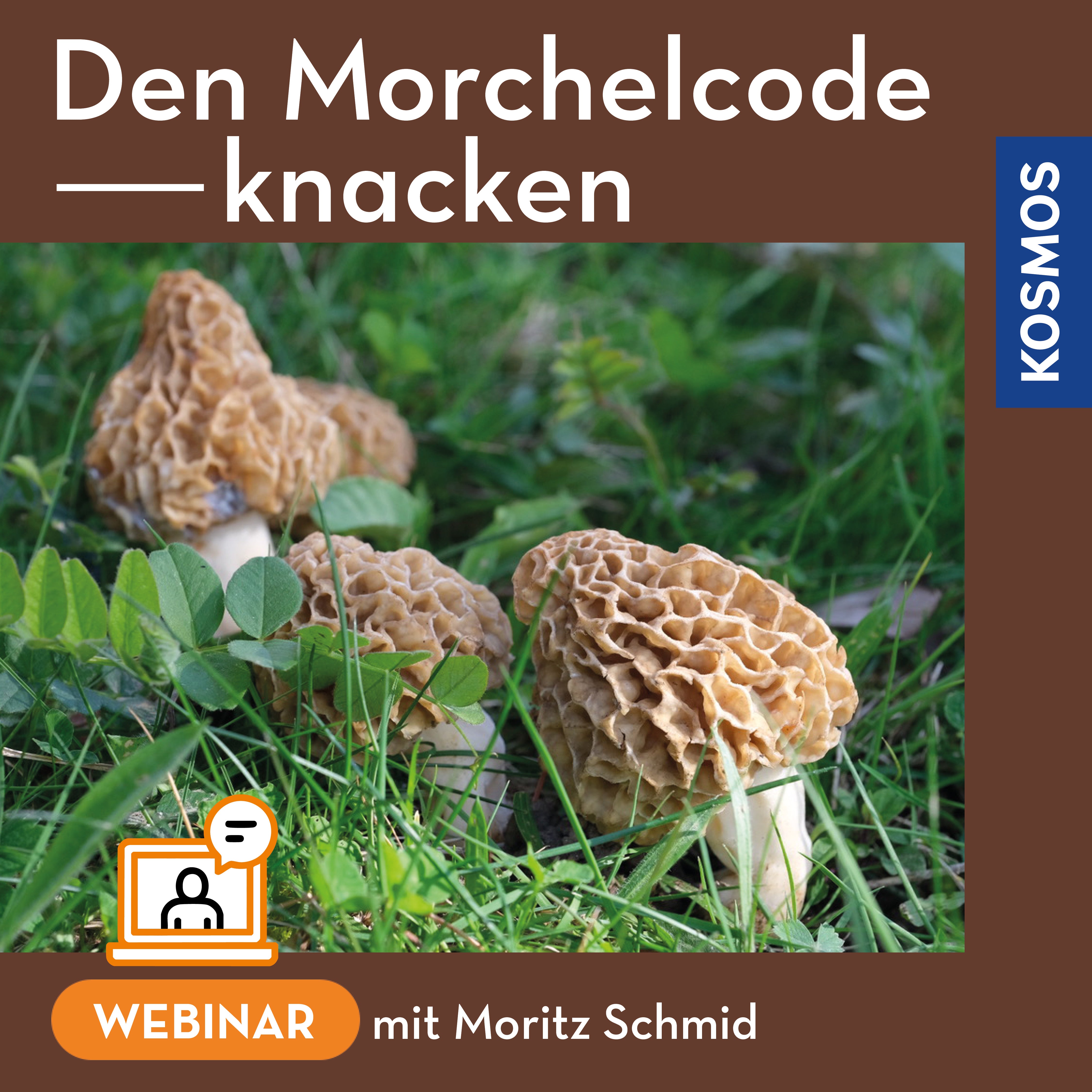 Den Morchelcode knacken – Morcheln systematisch suchen statt hoffen