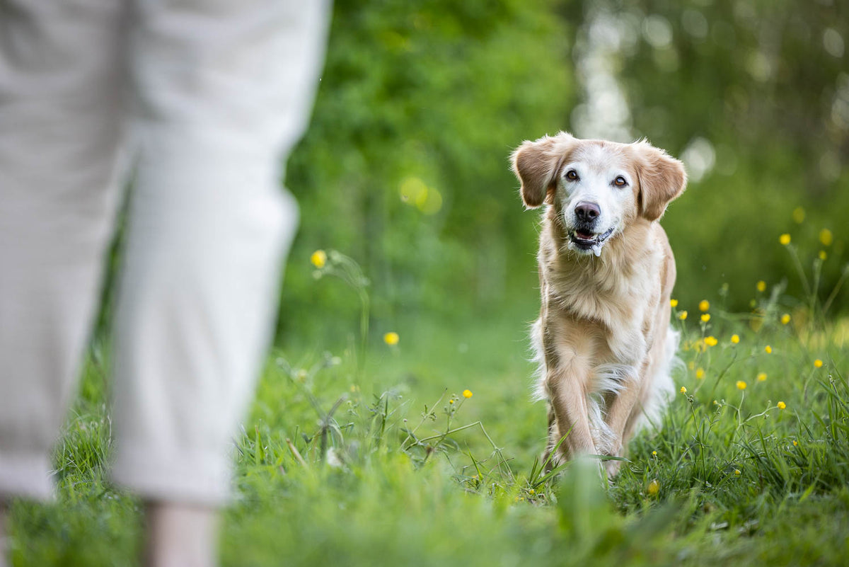 Mensch mit Hund auf wiese, Foto von (c) Anna Auerbach - Hunde lesen lernen