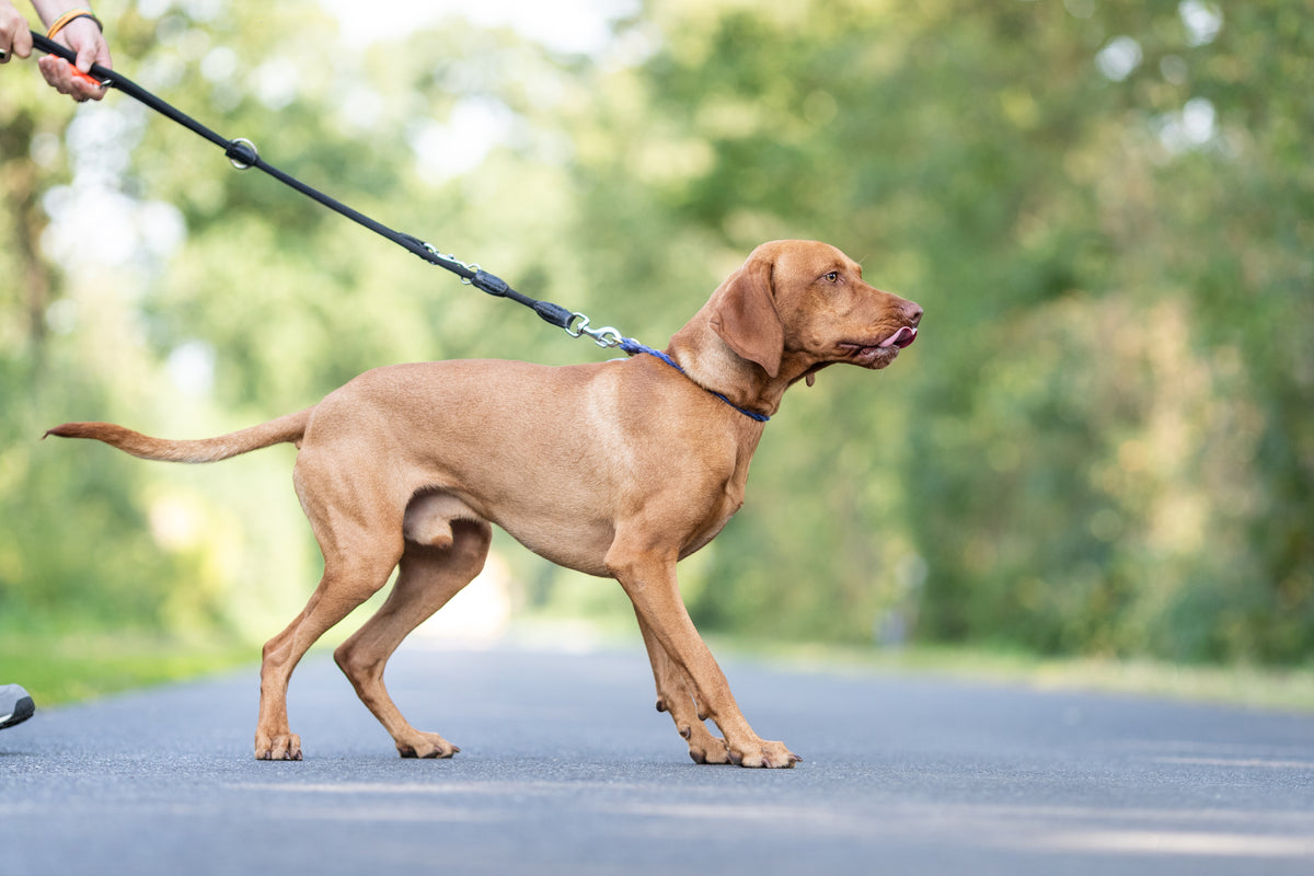 Brauner Hund an einer Leine auf einer Strasse (c) Anna Auerbach - Hunde lesen lernen