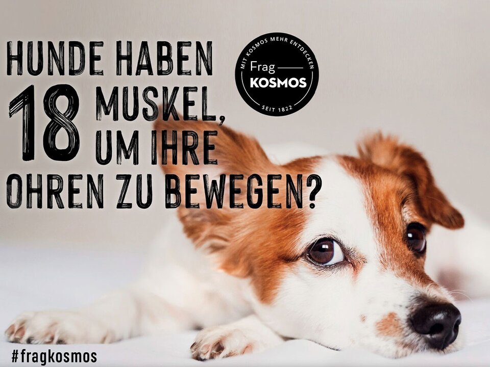 Hunde haben 18 Muskeln, um ihre Ohren zu bewegen?