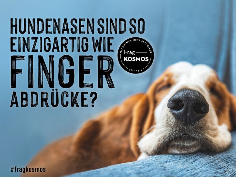 Hundenasen sind so einzigartig wie Fingerabdrücke?