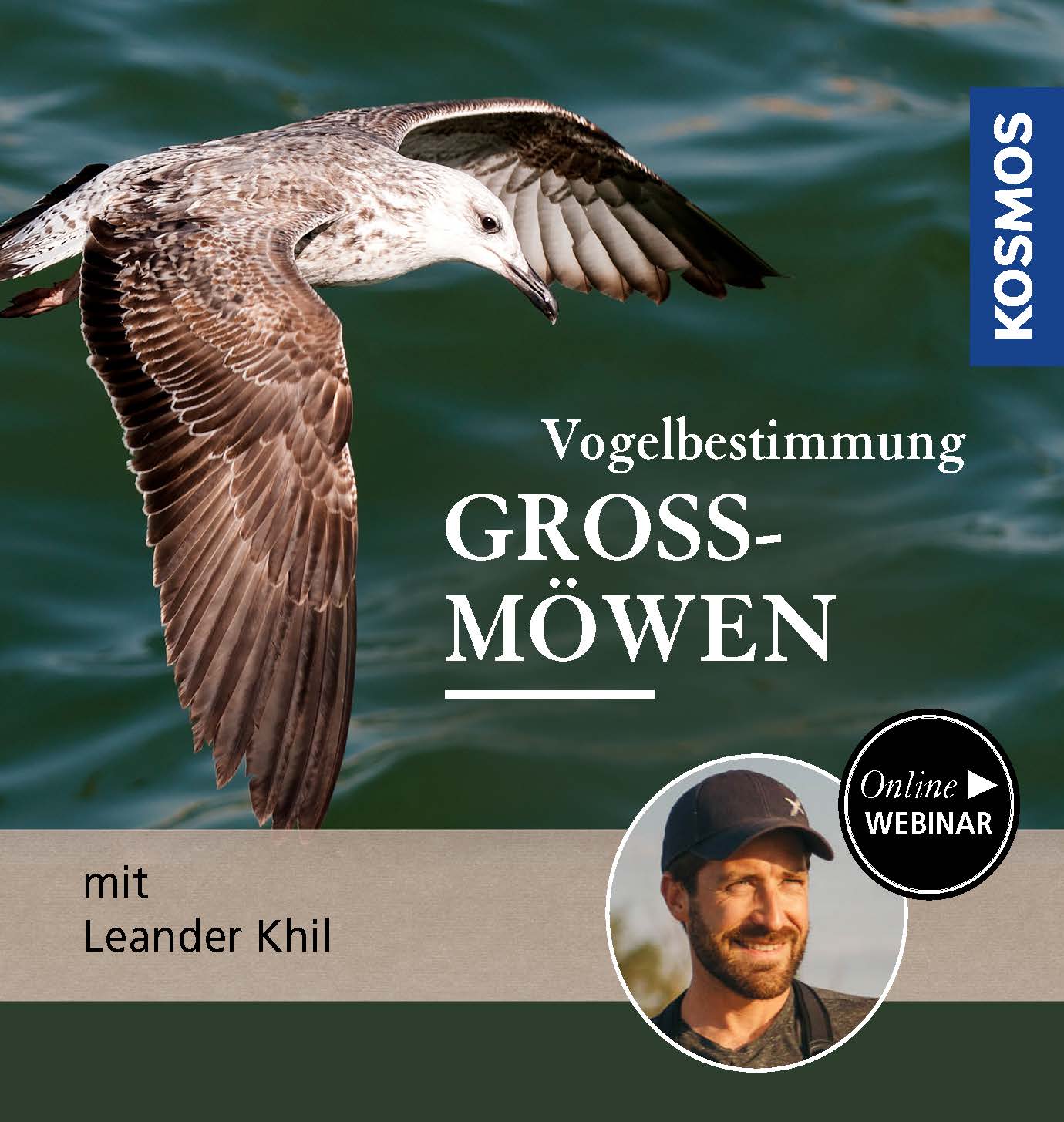 Vogelbestimmung: Häufige Großmöwen