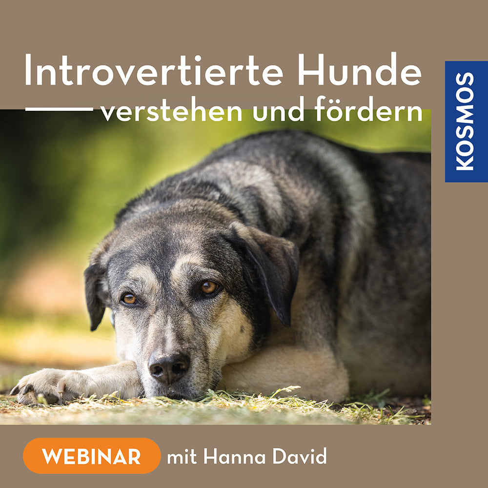 Understanding and Supporting Introverted Dogs