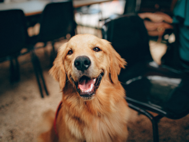 Hunde